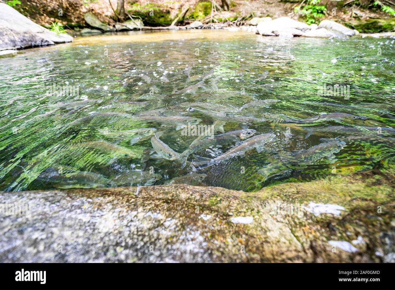 Alewives migrating thru a stream in Maine Stock Photo