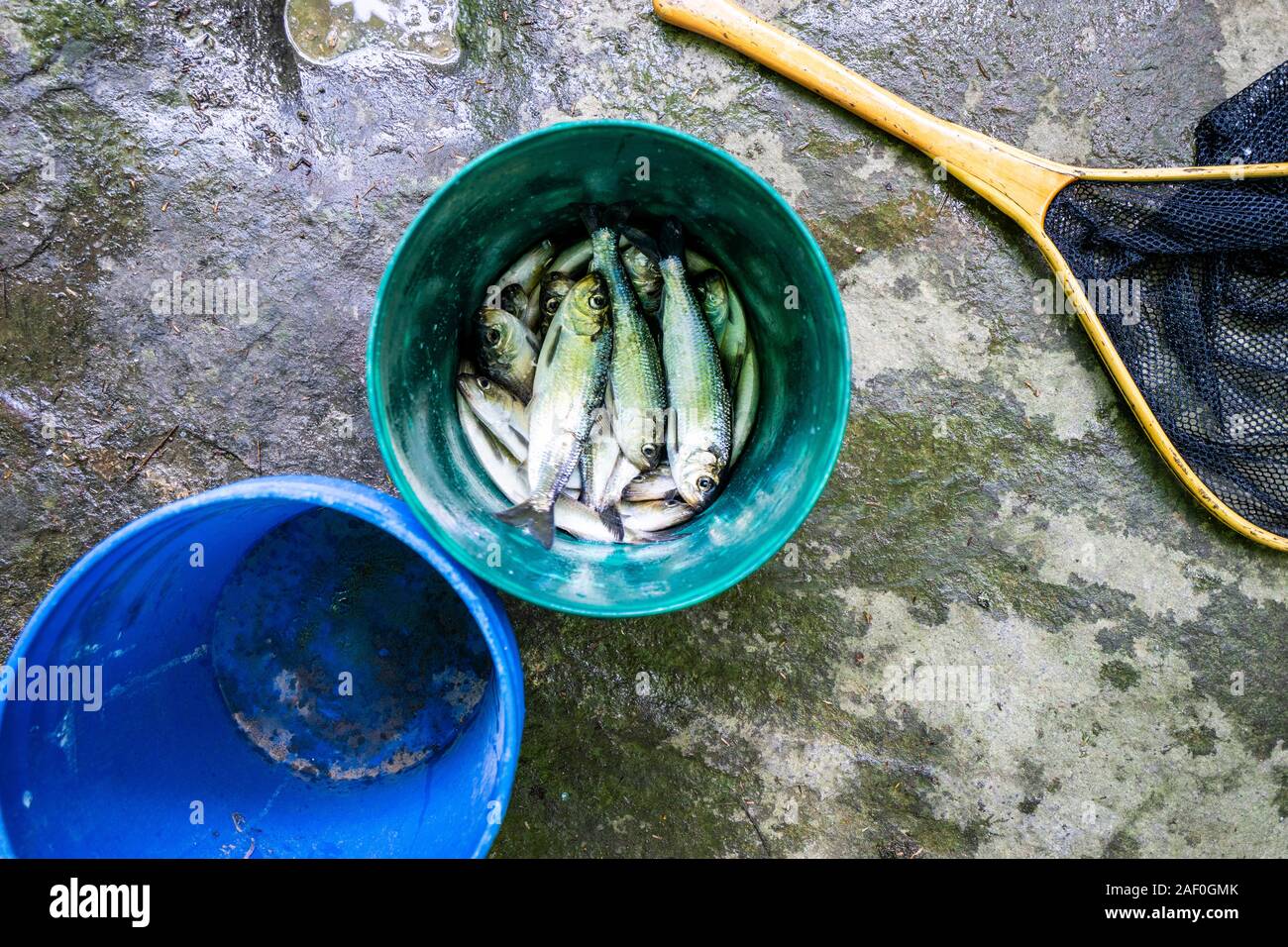 Lots of Fish in a bucket Stock Photo