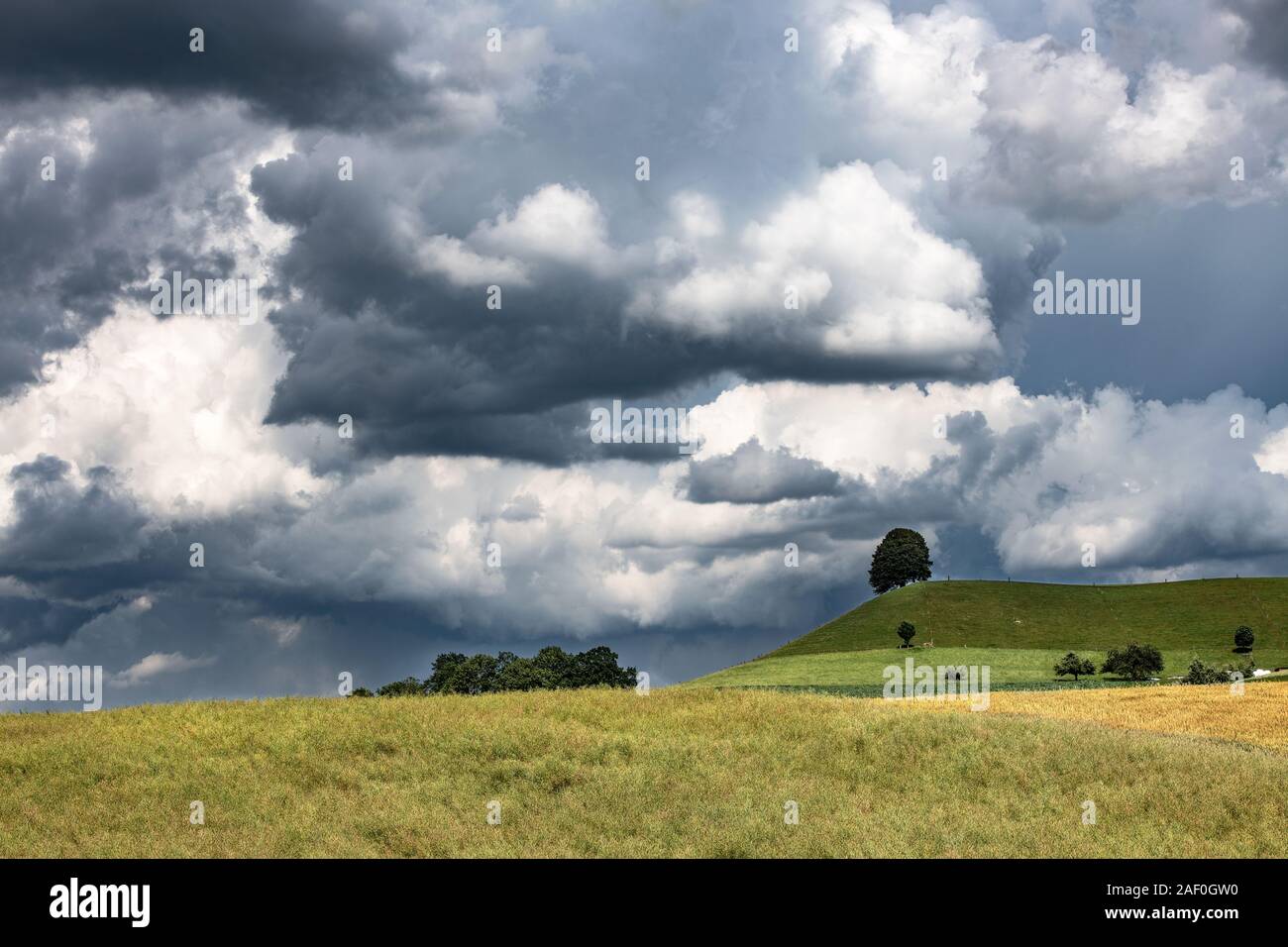 A landscape in the Swiss back country. A gathering summer storm makes the sky dark and and threatening. A linden tree stands on a green dome, a meadow Stock Photo