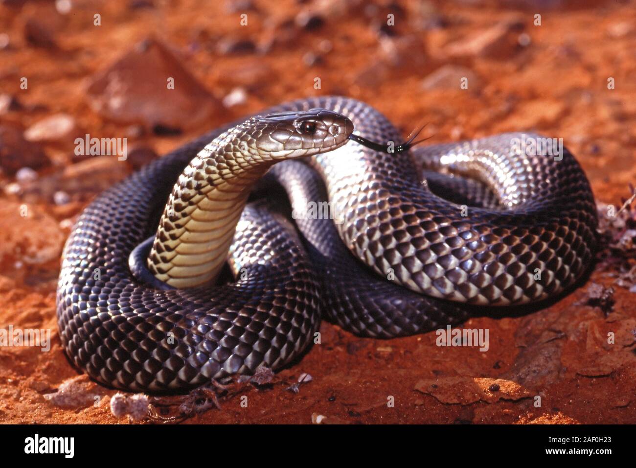Mulga or King Brown Snake Stock Photo