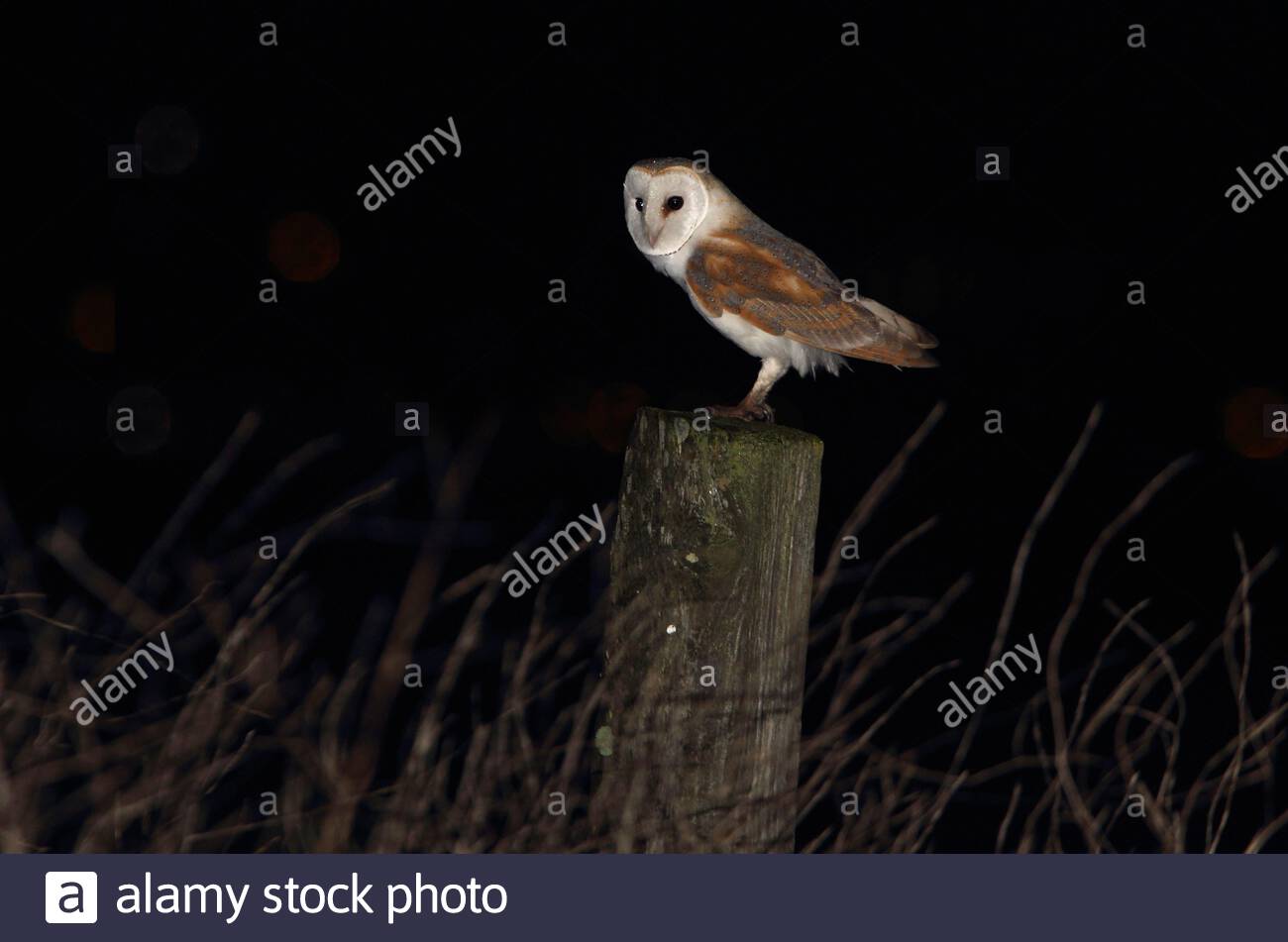 Adult Barn Owl On A Hawthorn Fence At Night Birds Owls Stock