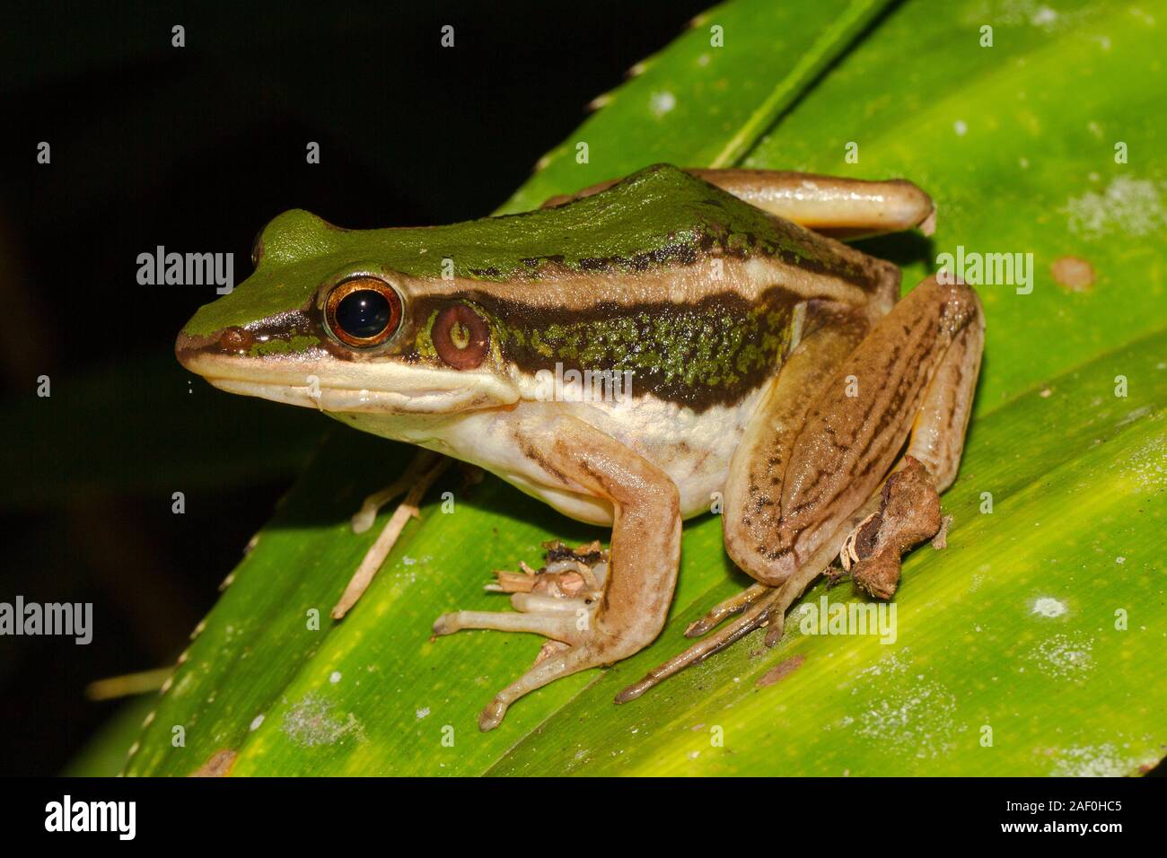 Green Paddy Frog Stock Photo