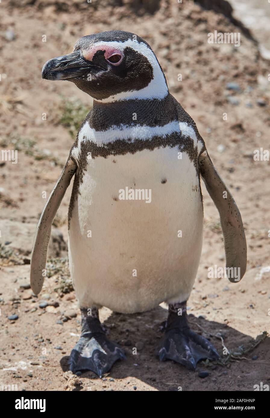Fauna de la patagonia hi-res stock photography and images - Alamy