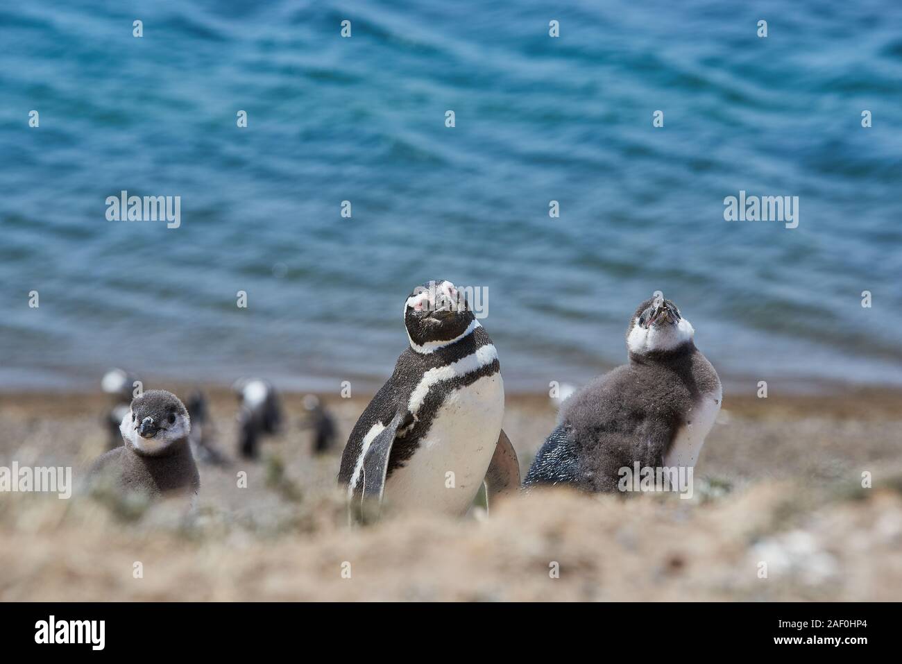 Fauna de la patagonia hi-res stock photography and images - Alamy