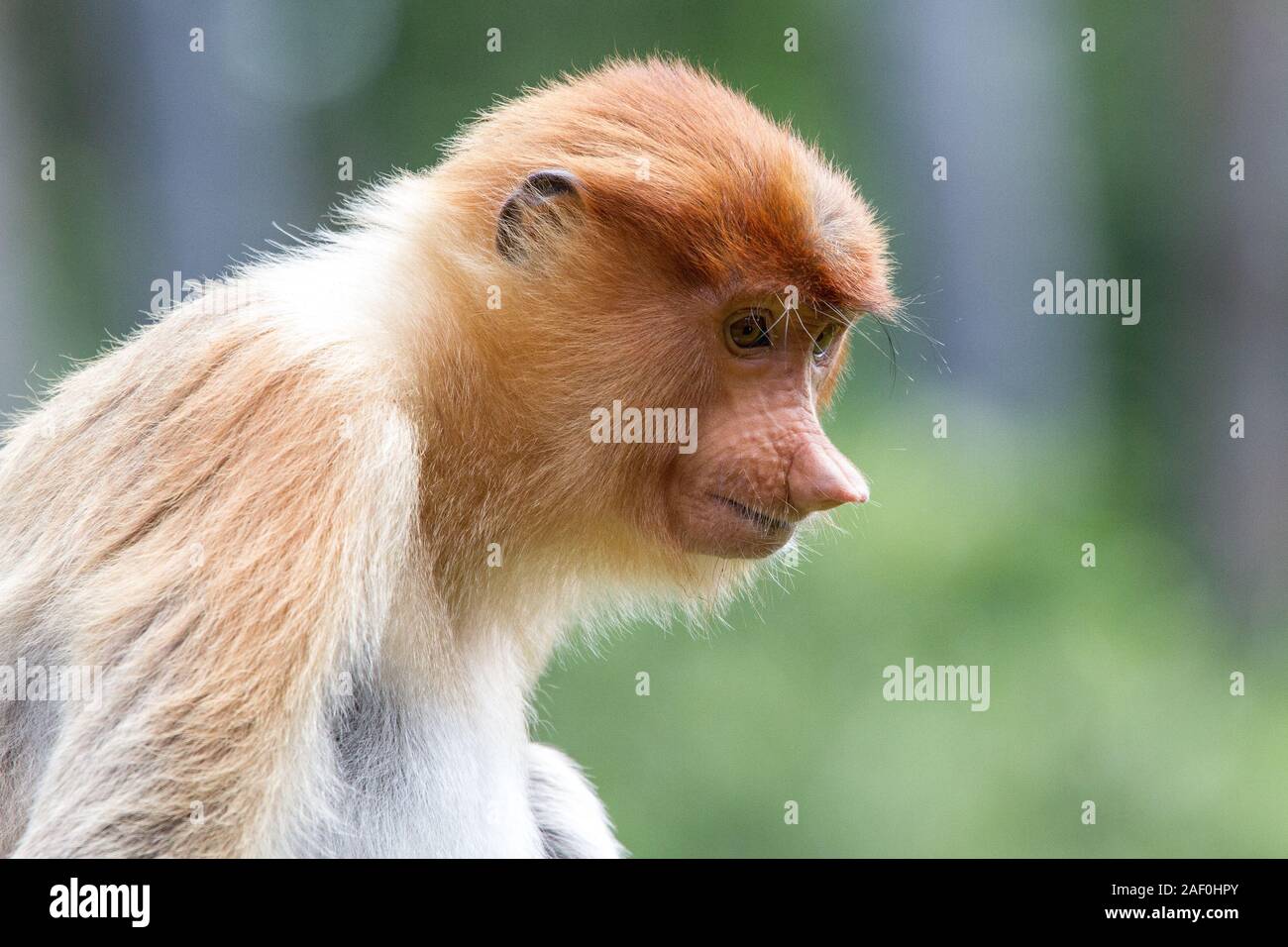 Labuk bay proboscis sanctuary hi-res stock photography and images - Alamy