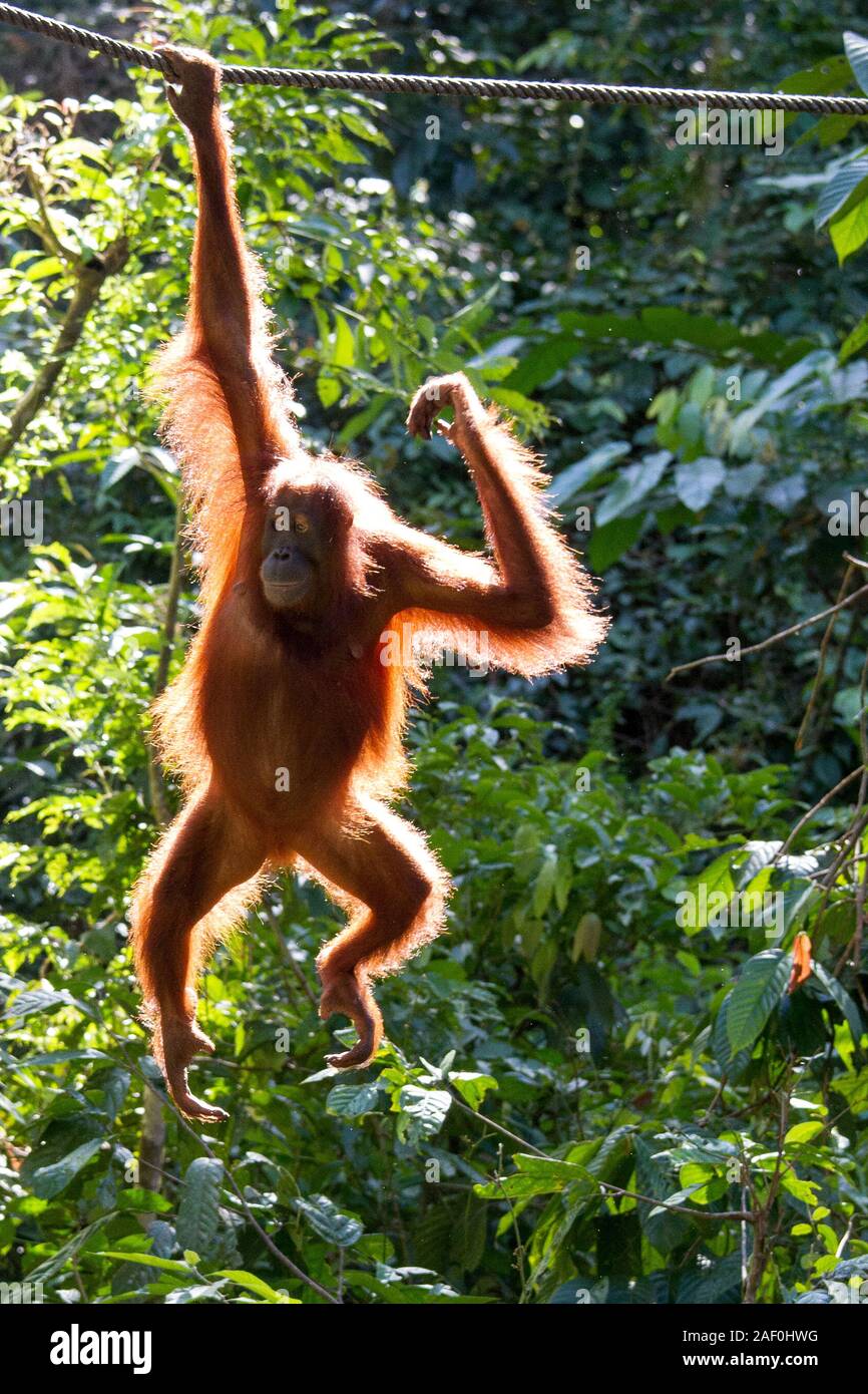 Borneo Orangutang at Sepilok Orangutan Rehabilitation centre Stock Photo