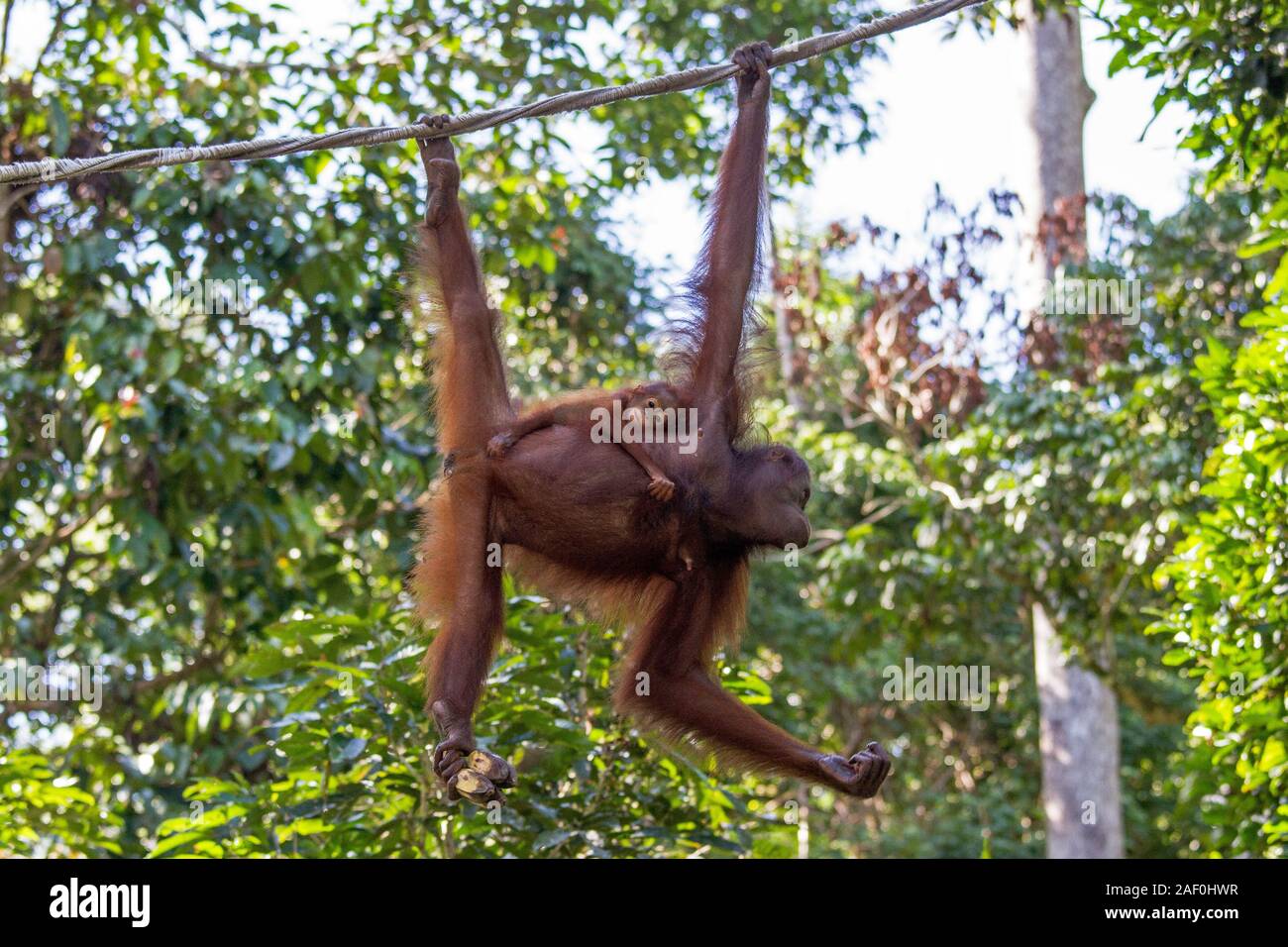 Mother and baby Bornean Orangutan at Sepilok Orangutan Rehabilitation centre Stock Photo
