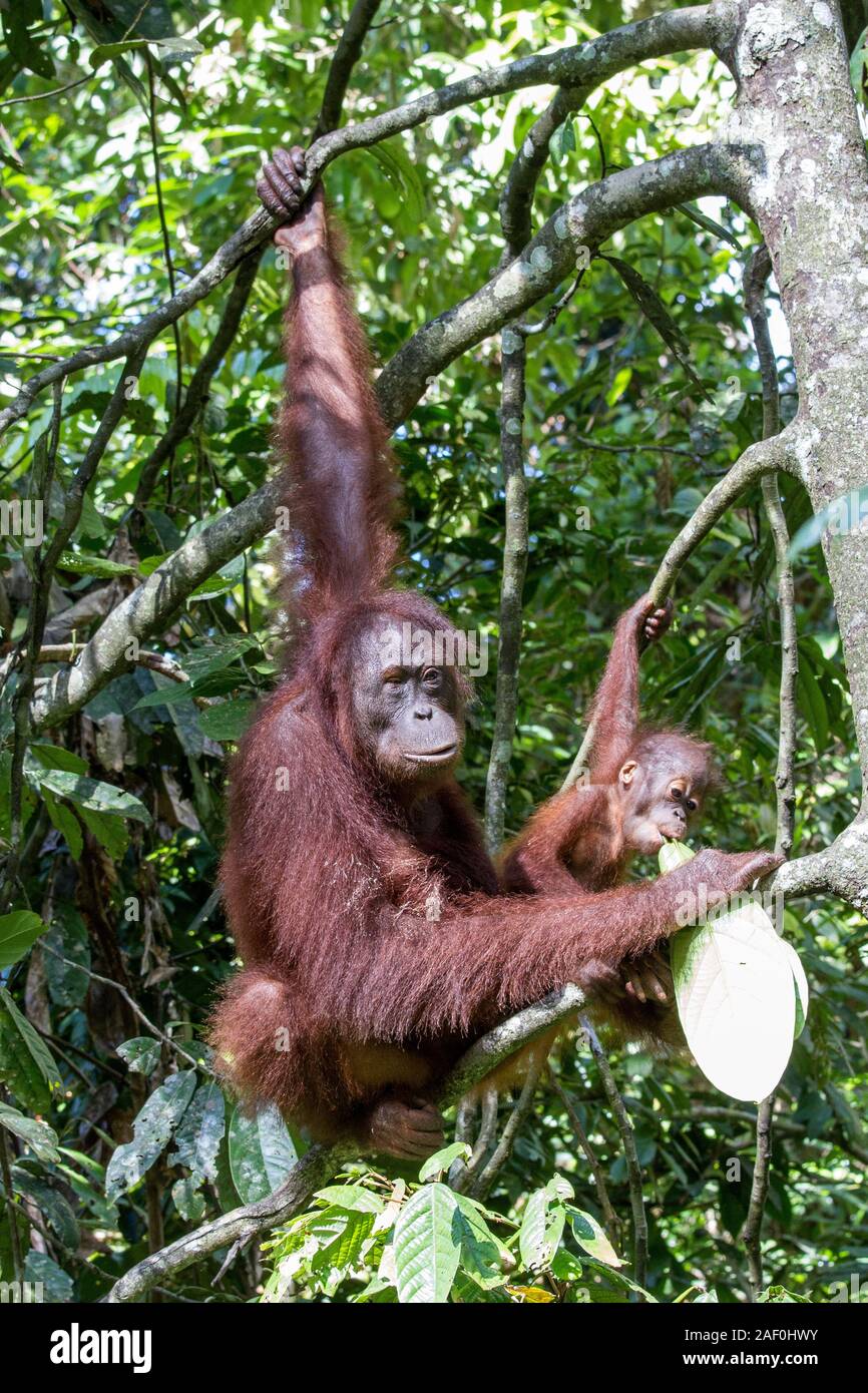 Mother and baby Bornean Orangutan at Sepilok Orangutan Rehabilitation centre Stock Photo