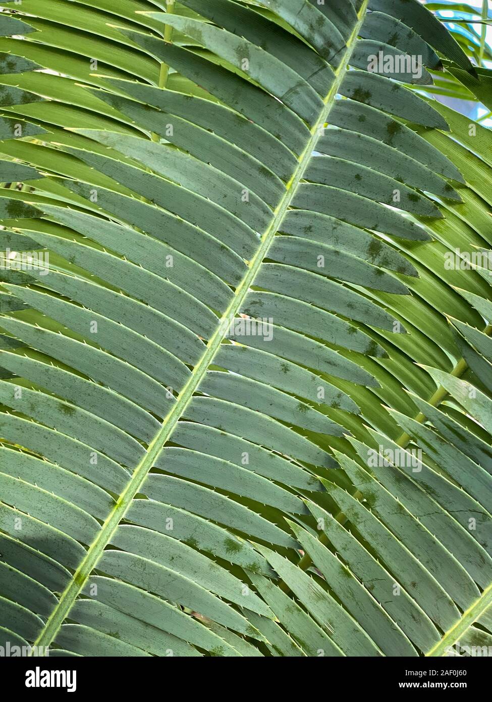 Green tropical plants in jungle garden close up of leaves Stock Photo ...