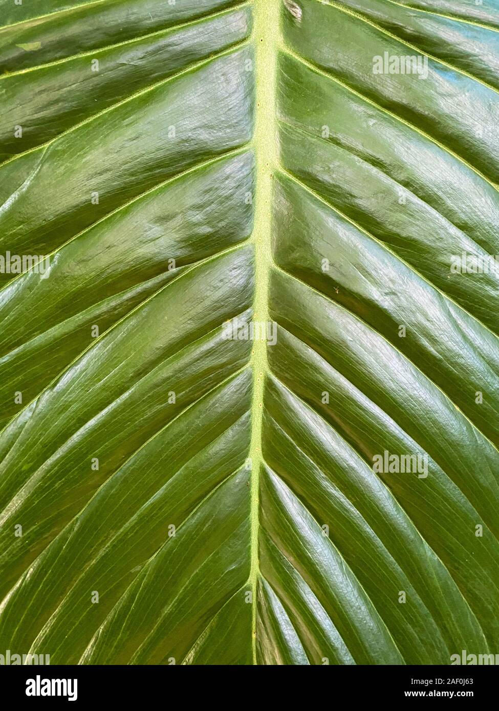 Green tropical plants in jungle garden close up of leaves Stock Photo ...
