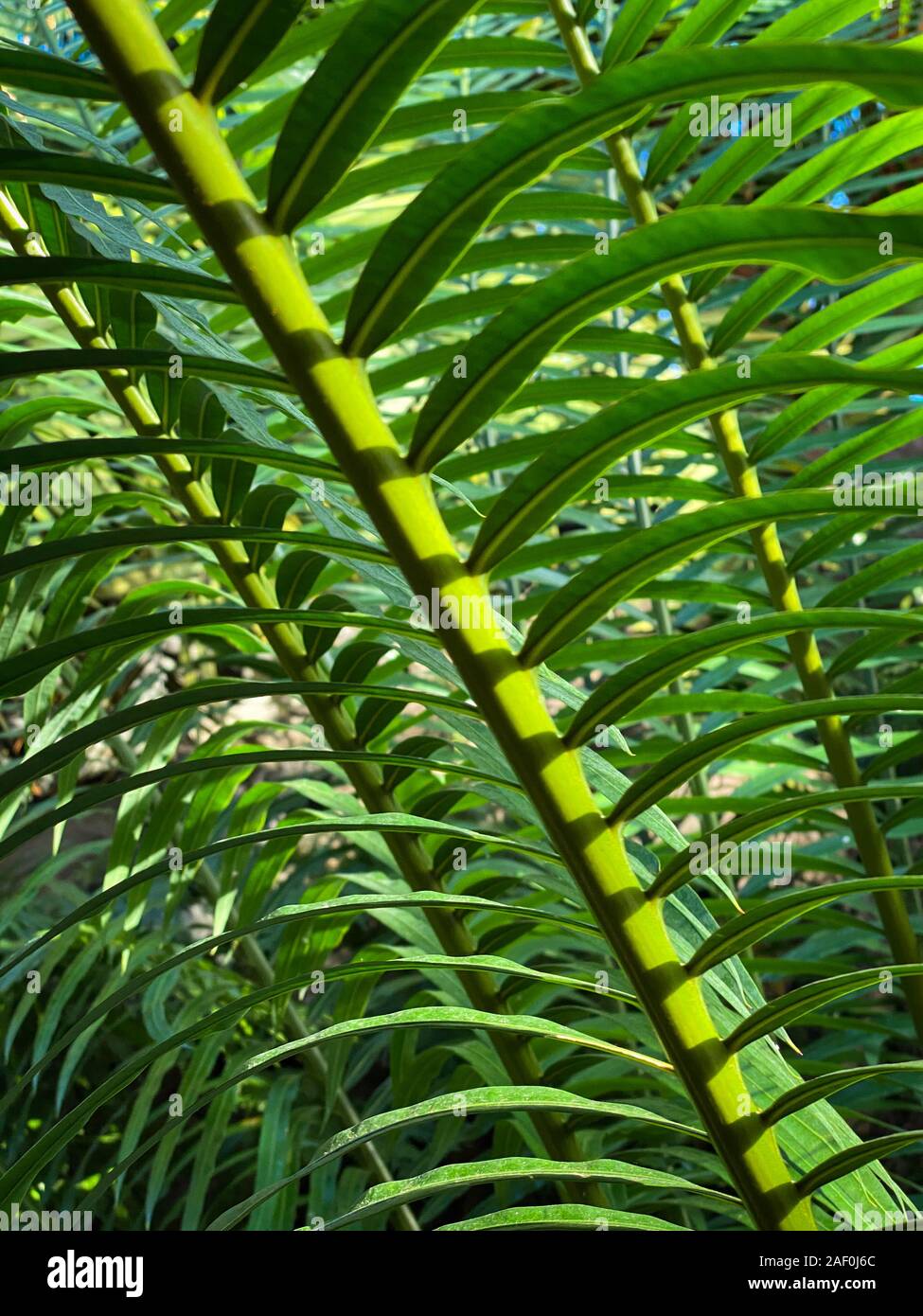 Green tropical plants in jungle garden close up of leaves Stock Photo ...