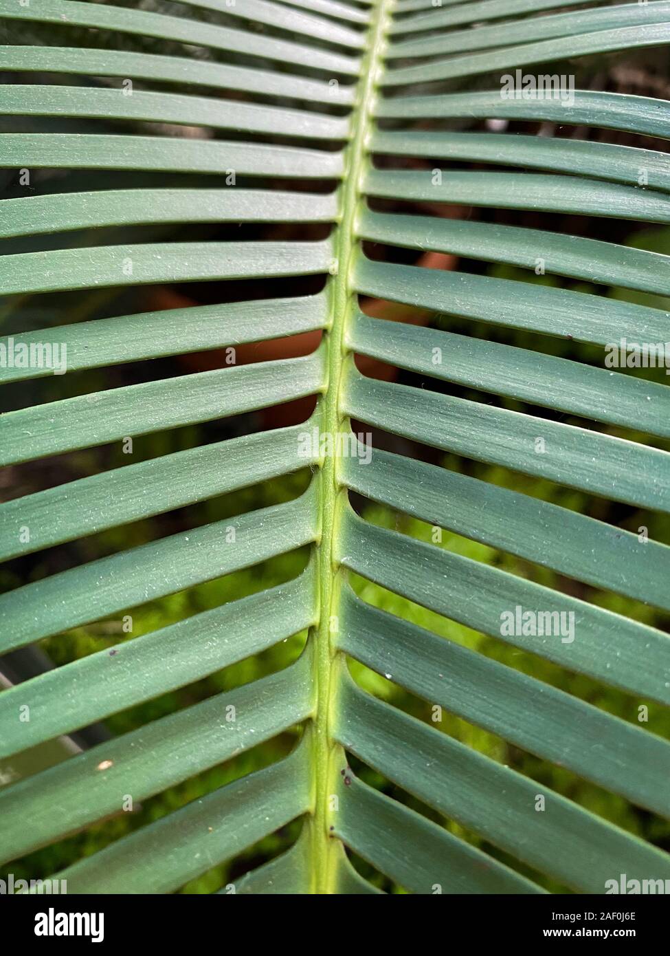 Green tropical plants in jungle garden close up of leaves Stock Photo ...