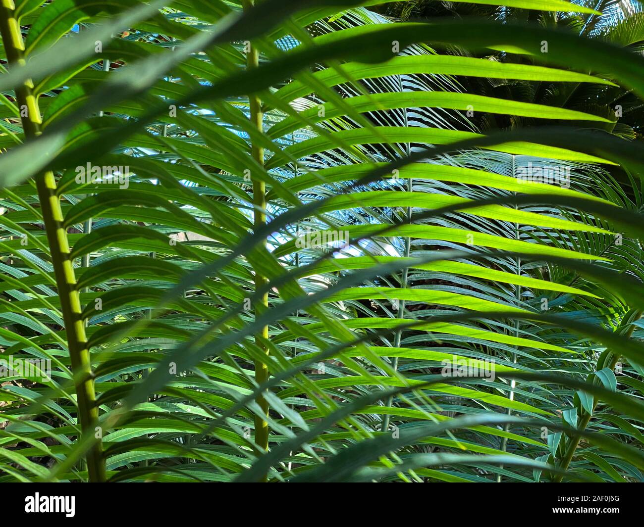 Green tropical plants in jungle garden close up of leaves Stock Photo ...