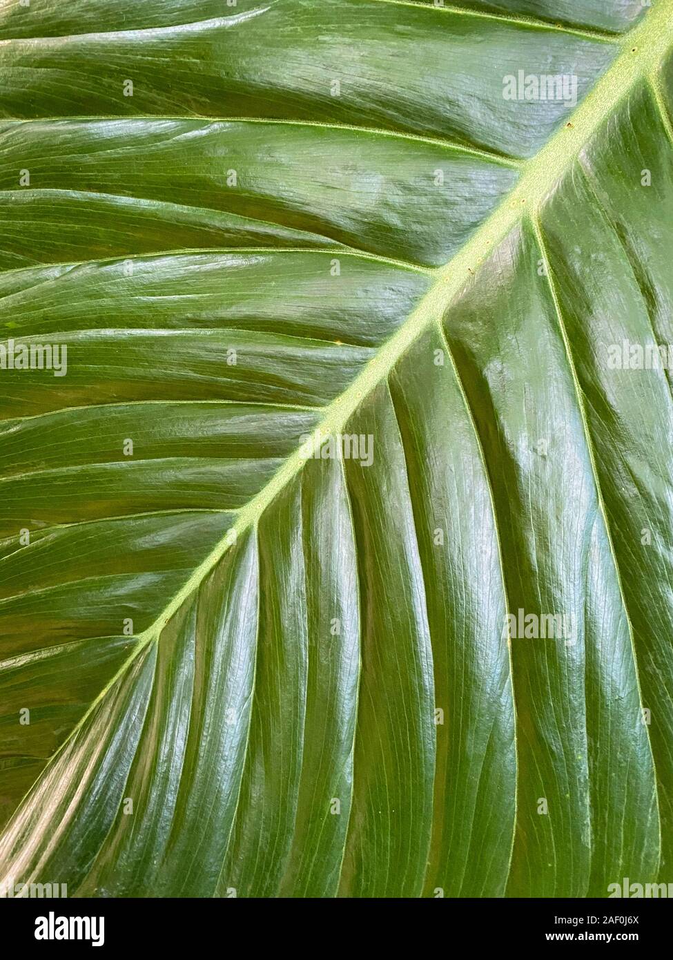 Green tropical plants in jungle garden close up of leaves Stock Photo ...