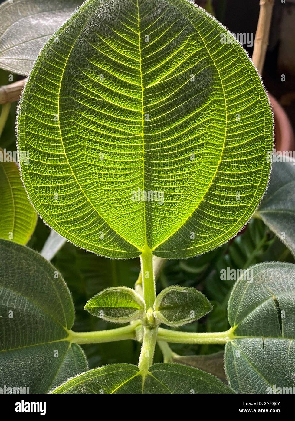 Green tropical plants in jungle garden close up of leaves Stock Photo ...