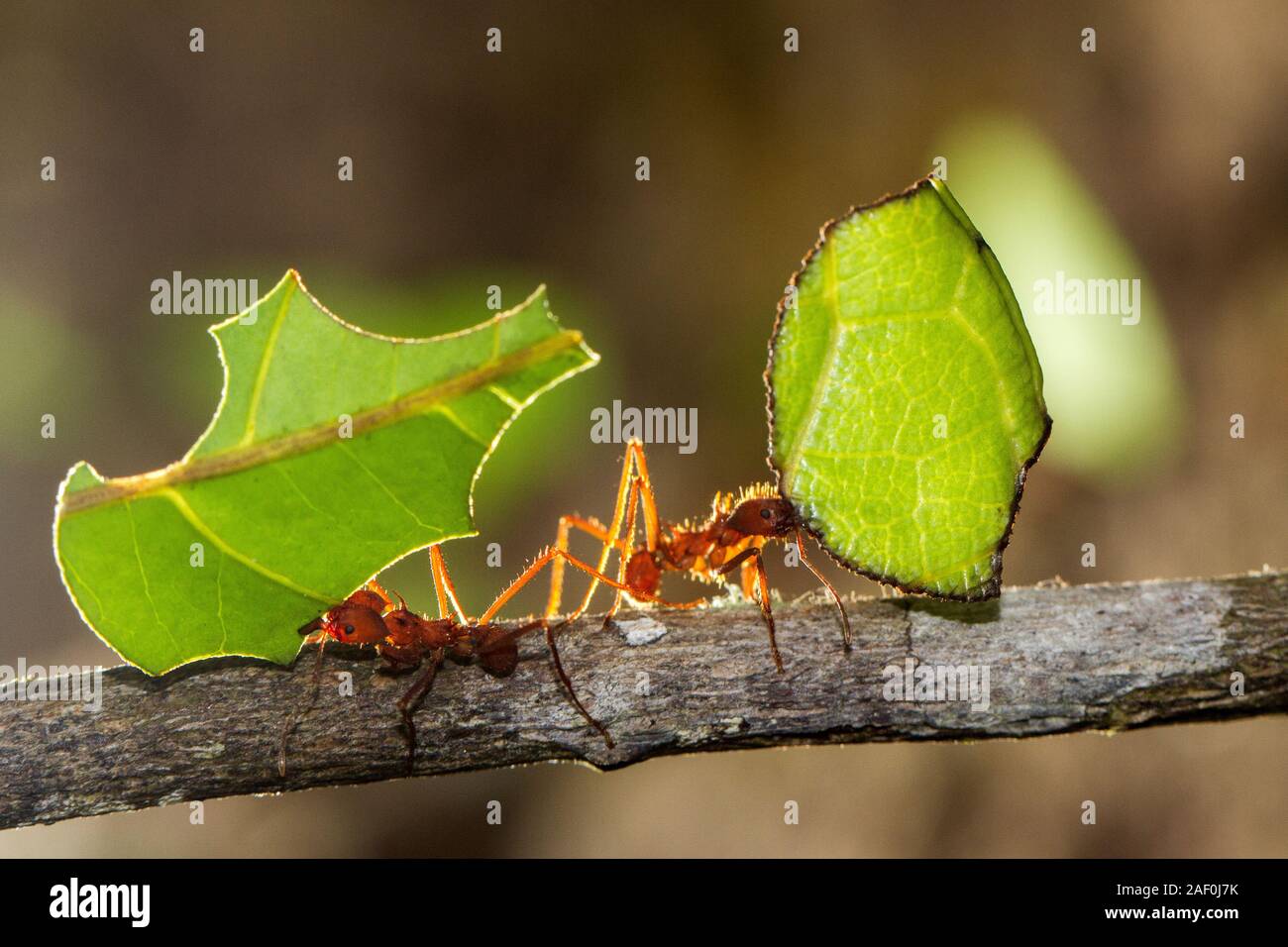 Leafcutter Ants carrying a leaf to their nest Stock Photo