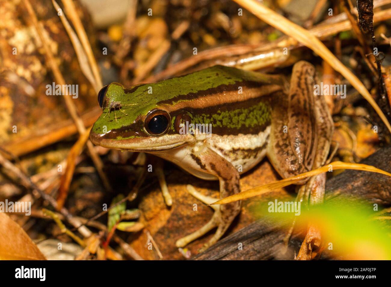 Green Paddy Frog Stock Photo