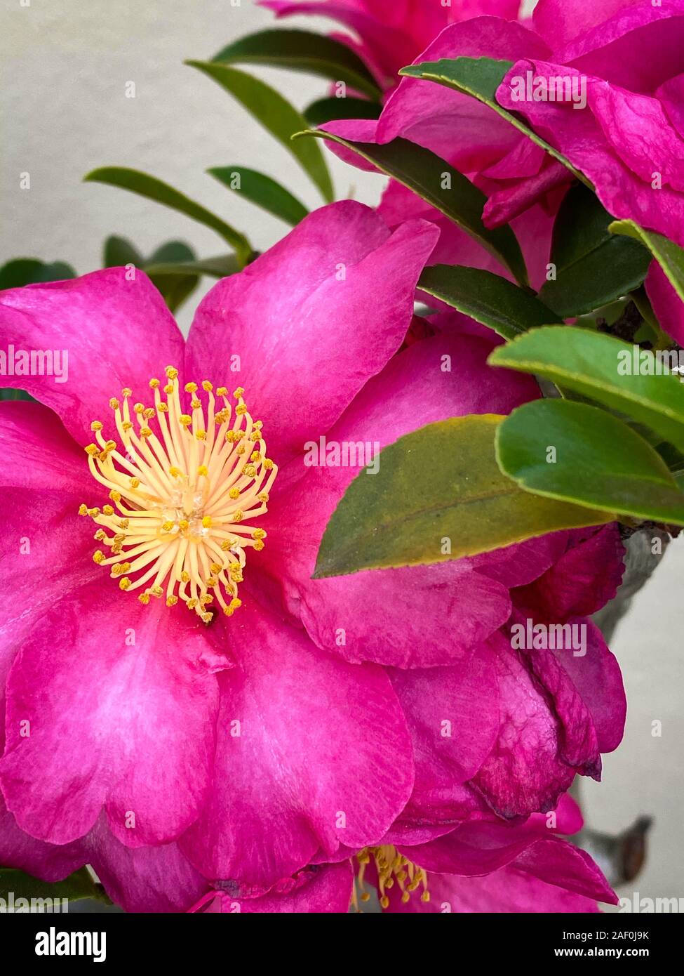 Green tropical plants in jungle garden close up of leaves Stock Photo ...