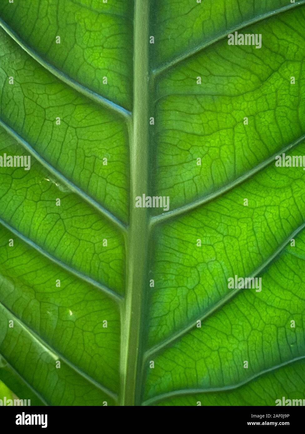 Green tropical plants in jungle garden close up of leaves Stock Photo ...