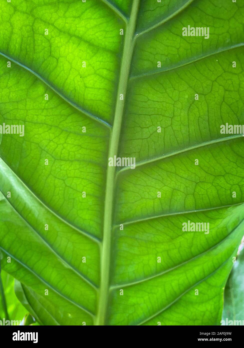 Green tropical plants in jungle garden close up of leaves Stock Photo ...