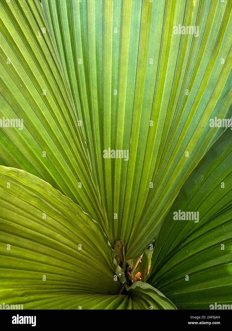 Green tropical plants in jungle garden close up of leaves Stock Photo ...