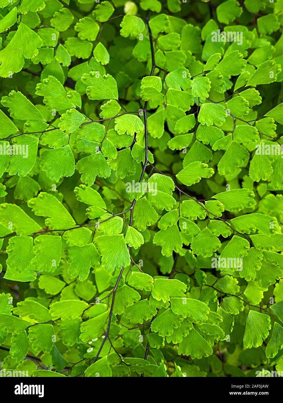 Green tropical plants in jungle garden close up of leaves Stock Photo ...