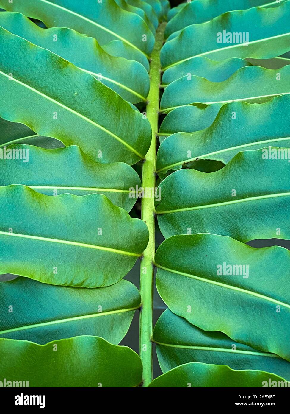 Green tropical plants in jungle garden close up of leaves Stock Photo ...