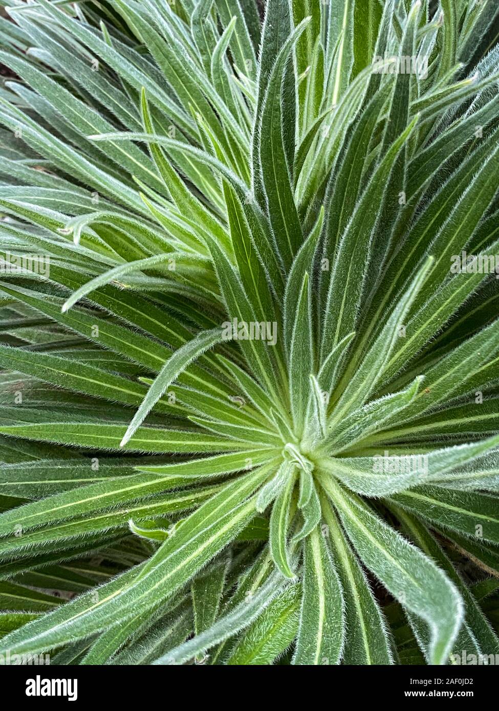 Green tropical plants in jungle garden close up of leaves Stock Photo ...