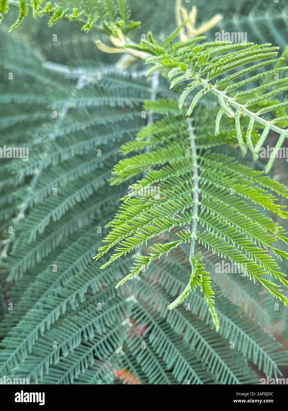 Green tropical plants in jungle garden close up of leaves Stock Photo