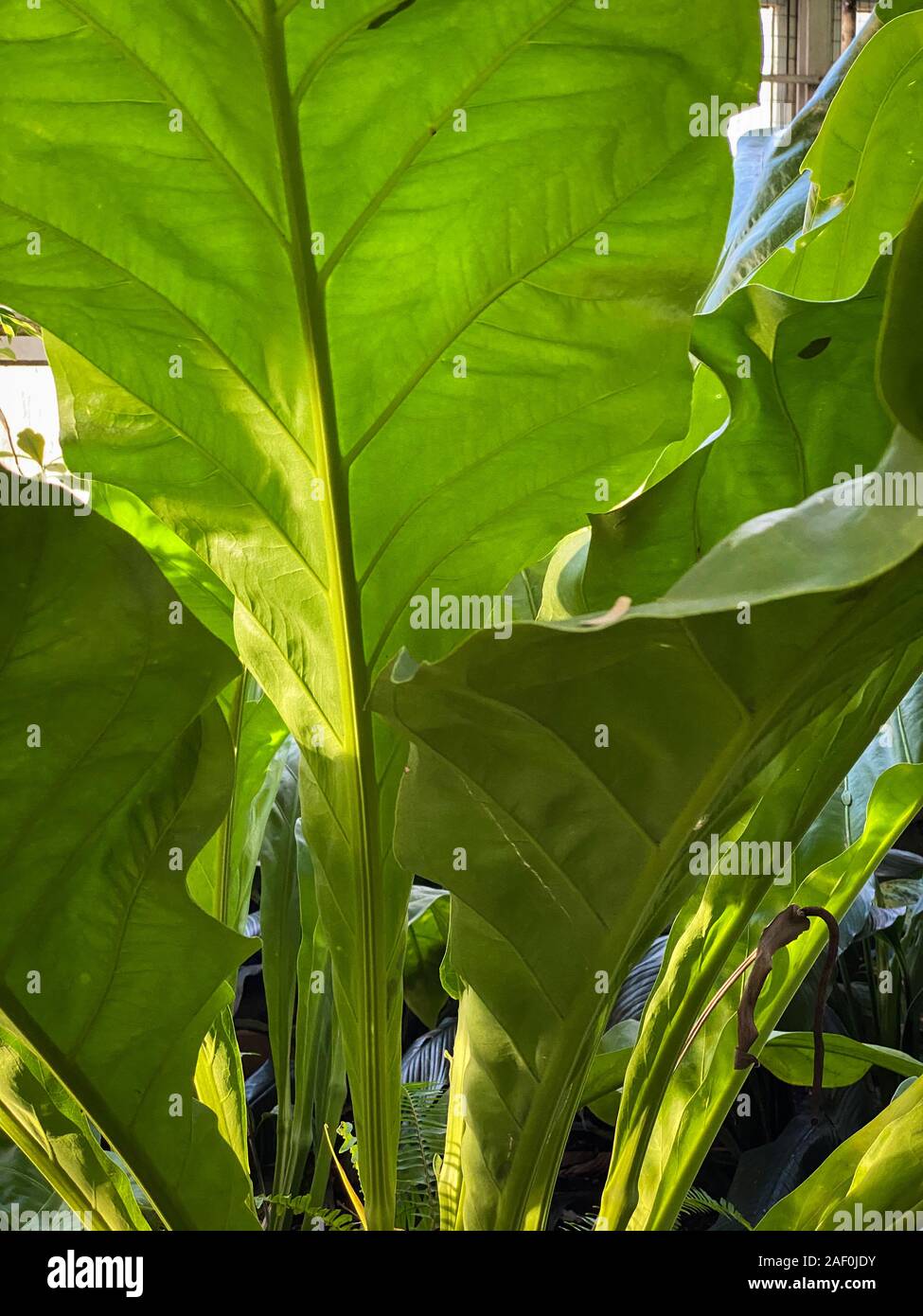 Green tropical plants in jungle garden close up of leaves Stock Photo ...