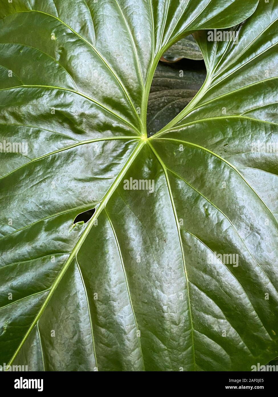 Green tropical plants in jungle garden close up of leaves Stock Photo ...