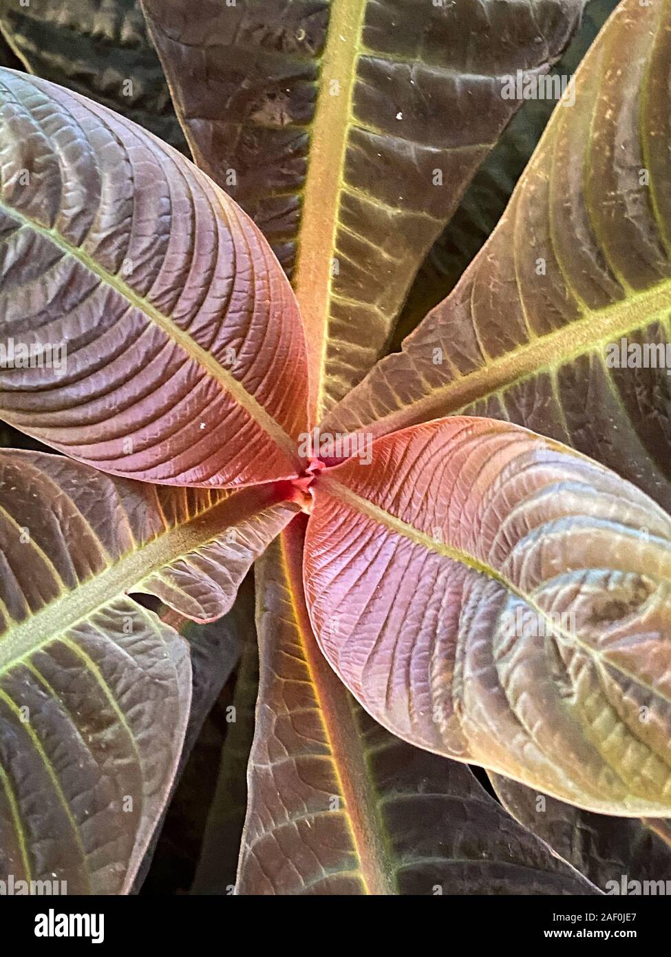 Green tropical plants in jungle garden close up of leaves Stock Photo ...