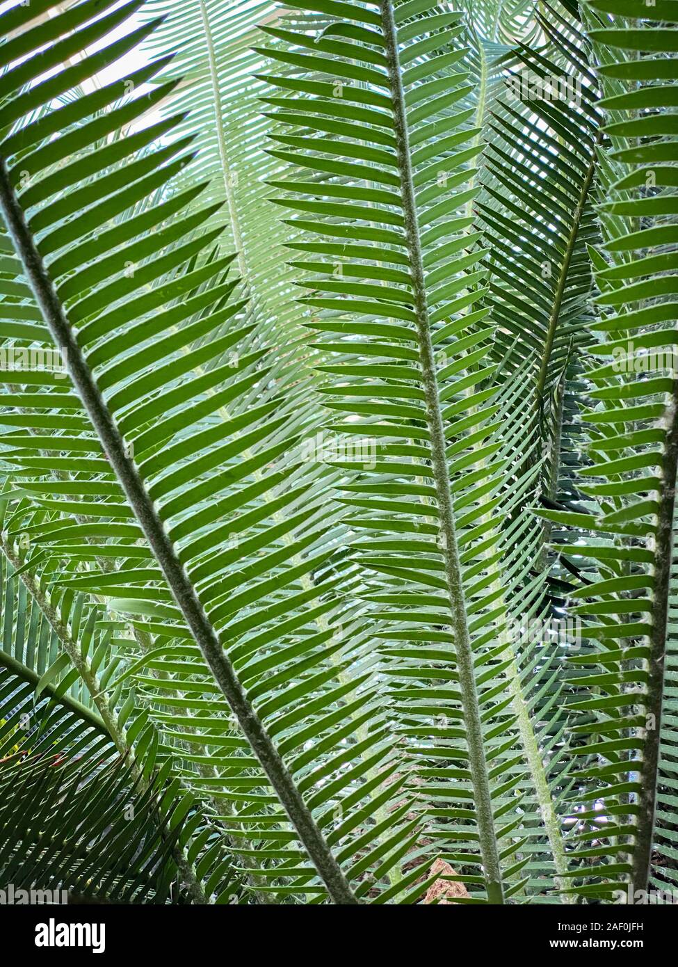 Green tropical plants in jungle garden close up of leaves Stock Photo ...