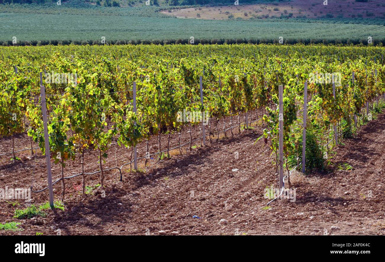 Vines plantation in Castilla la mancha, Spain, 2019. Vineyard perspective in agricultural field. Wind moving vine leaves. Stock Photo