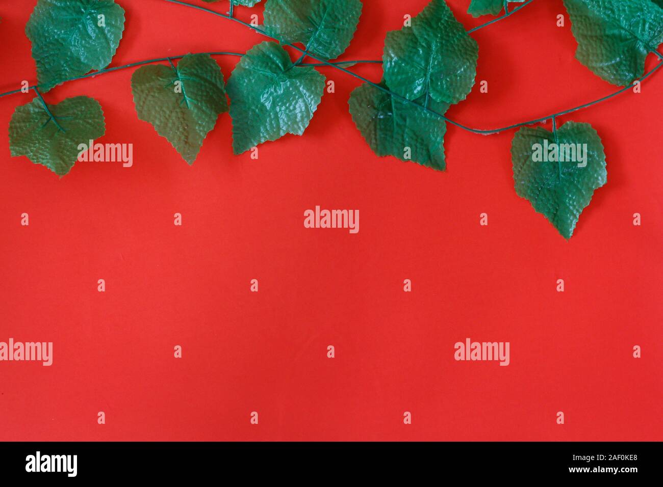christmas background with poinsettia and holly berry Stock Photo - Alamy