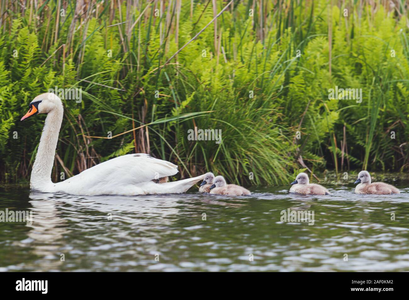 family of swans floating on the lake Stock Photo