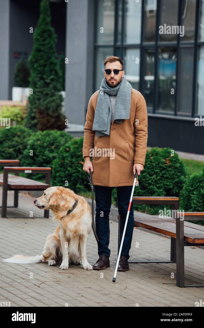 blind dog and guide dog