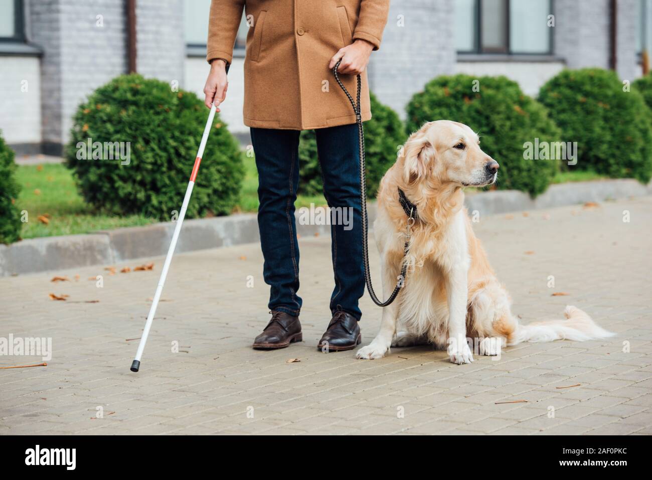 blind dog and guide dog