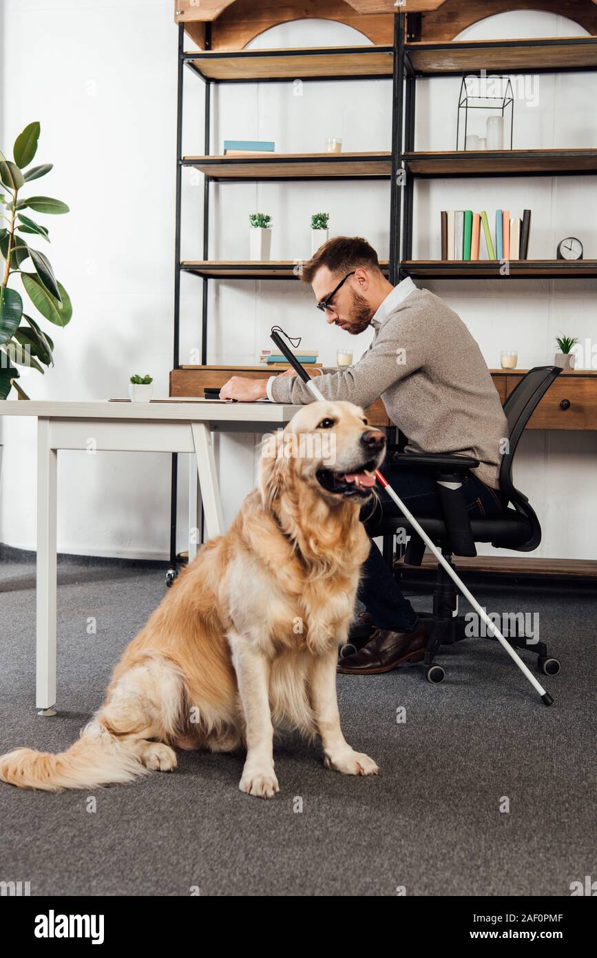 Blind man reading at table beside golden retriever Stock Photo