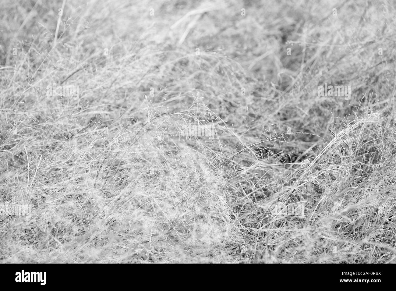 Decay and sadness. Dead grass. Brown grass background. Dry plants or