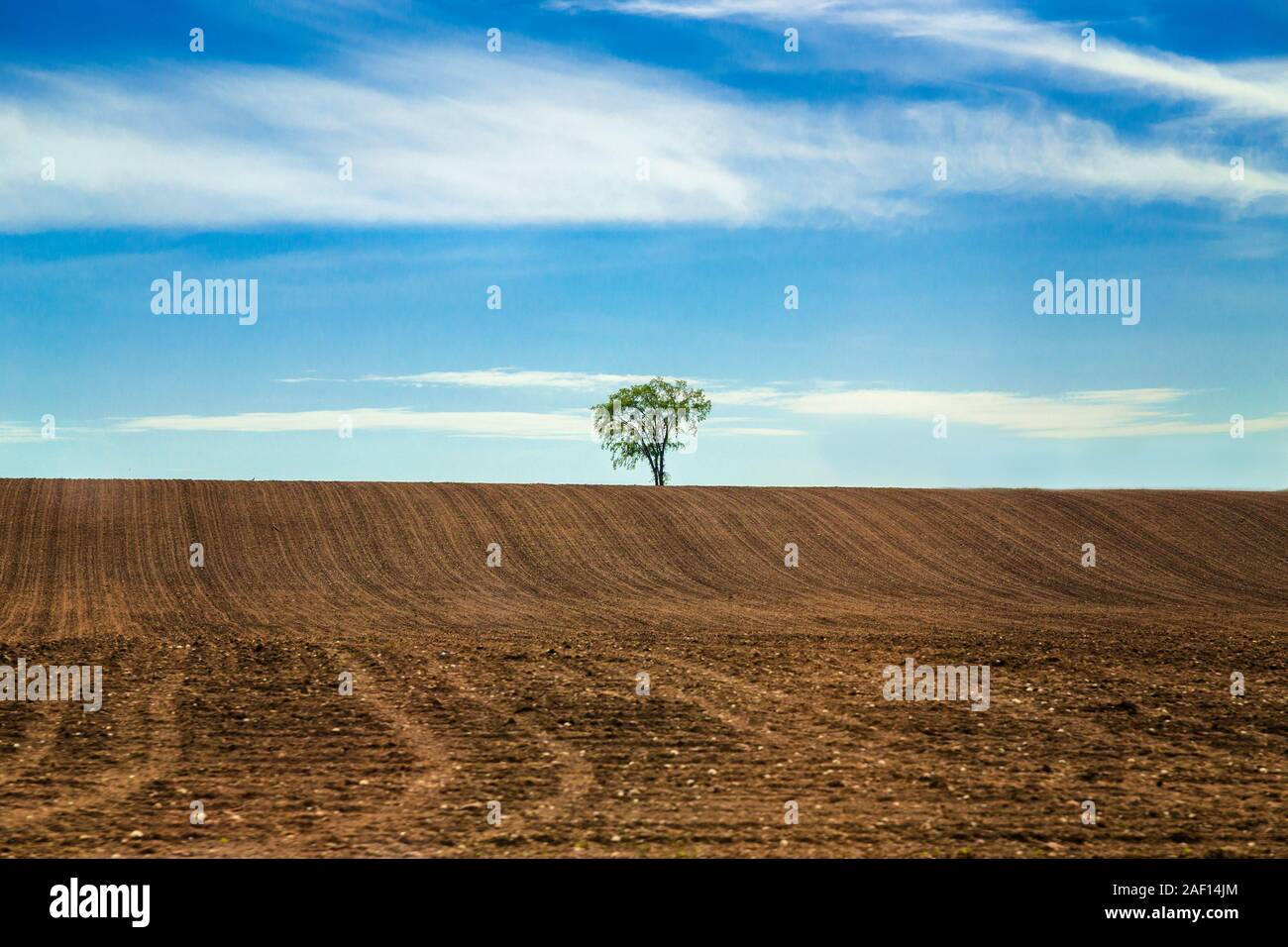 Lone green tree in the middle of a barren field in Ontario, Canada Stock Photo