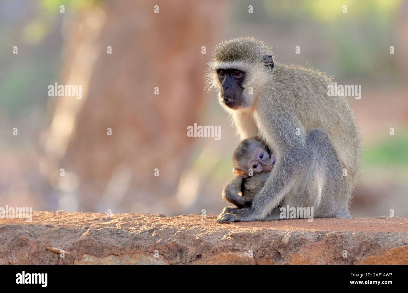 Vervet monkey nursing baby on stone wall at entrance to Amboseli National Park, Kenya.  Copyspace. (Chlorocebus pygerythrus) Stock Photo
