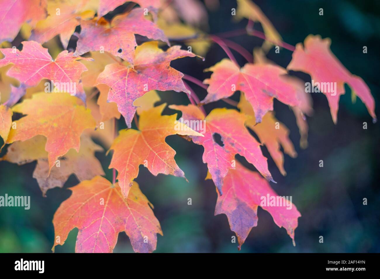 Sugar maple tree isolated hi-res stock photography and images - Alamy