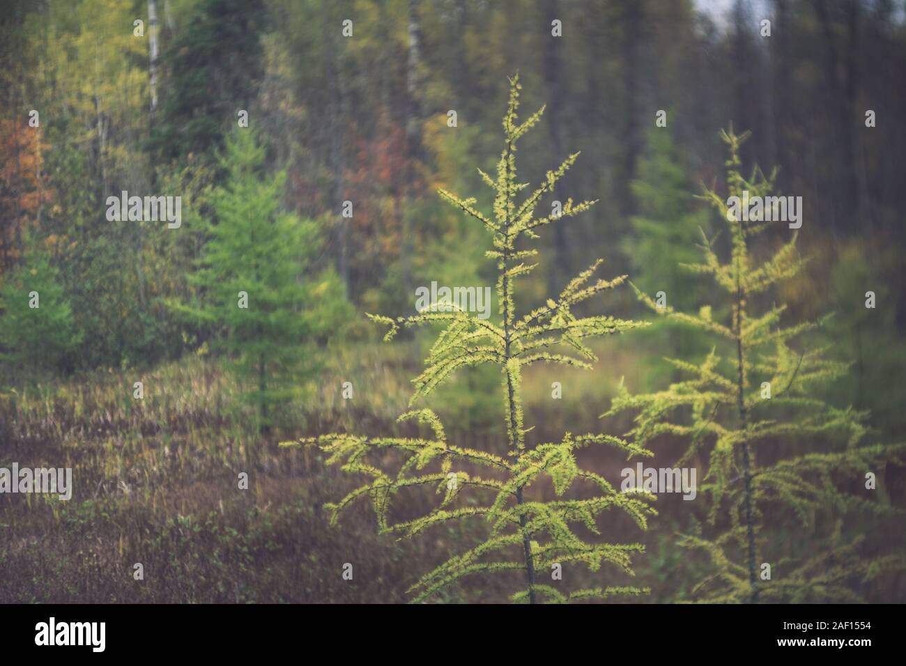 Early Fall Tamarack Trees Stock Photo