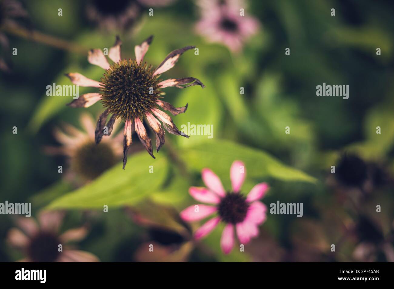 Wilted Coneflowers in Fall Stock Photo Alamy