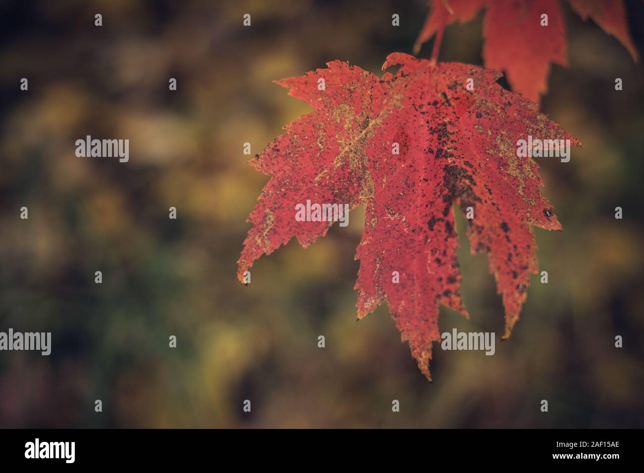 Close View of Maple Leaf in Late Fall Stock Photo