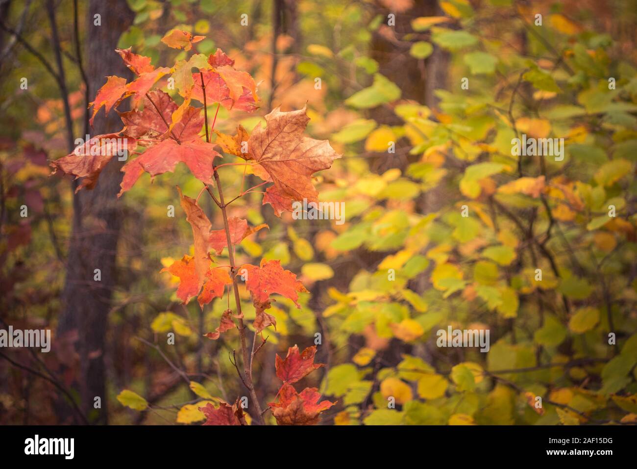 Sugar maple tree colors hi-res stock photography and images - Alamy