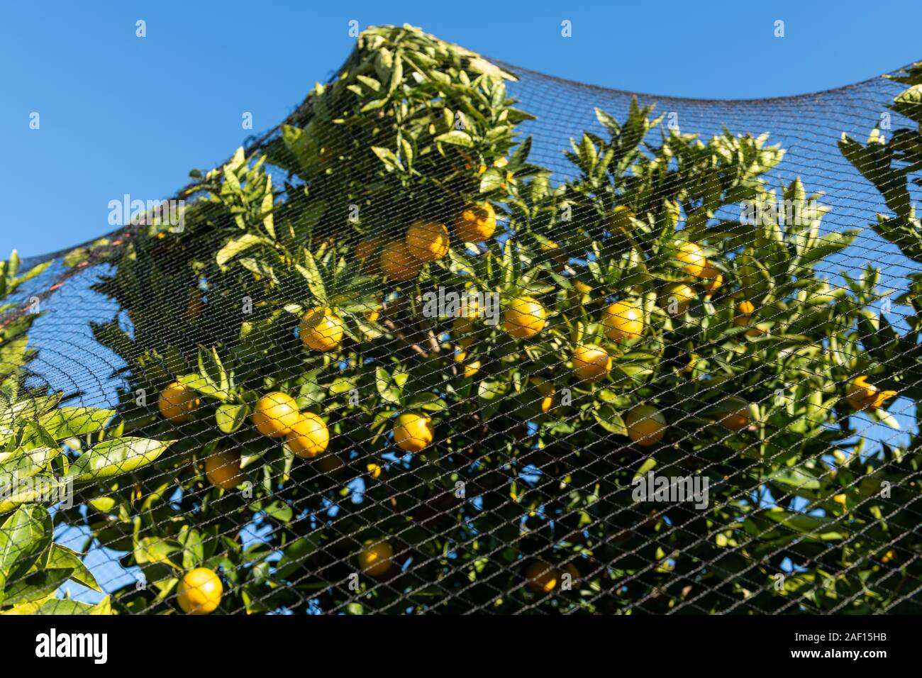 Bird netting hires stock photography and images Alamy
