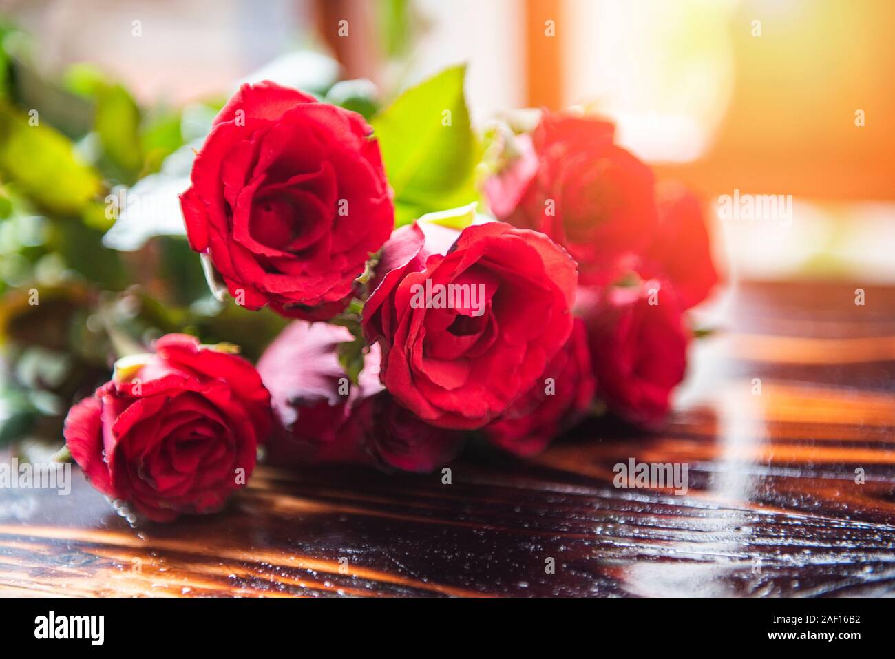 Nice Secenry Roses Beautiful Rose Flower Scenery