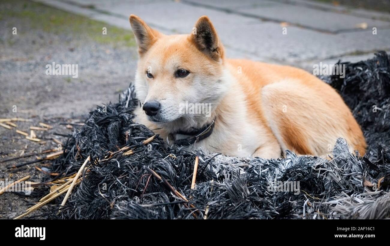 Can My Dogs Ashes Be Buried With Me